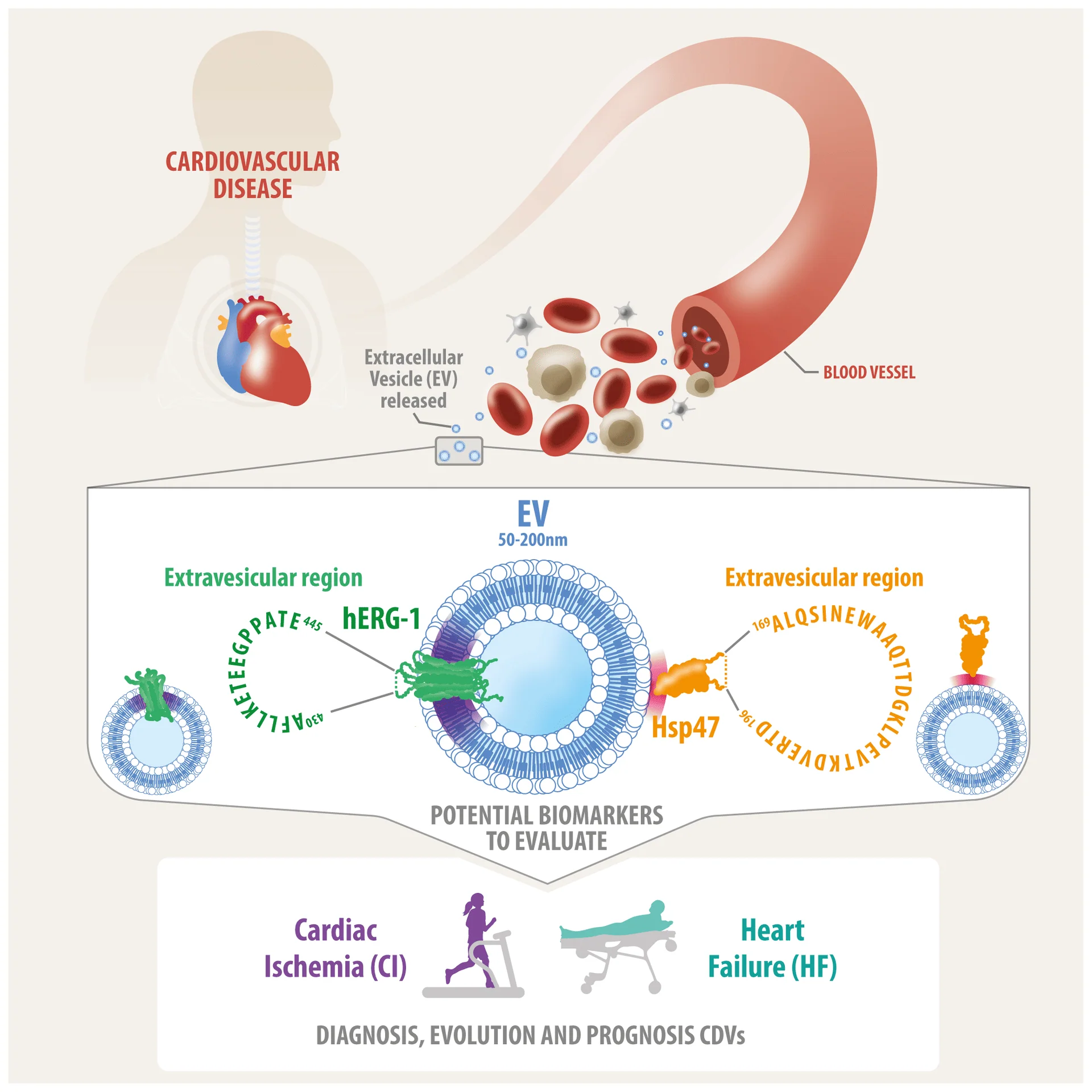 Figura científica Cardiovascular Disease EV biomarkers