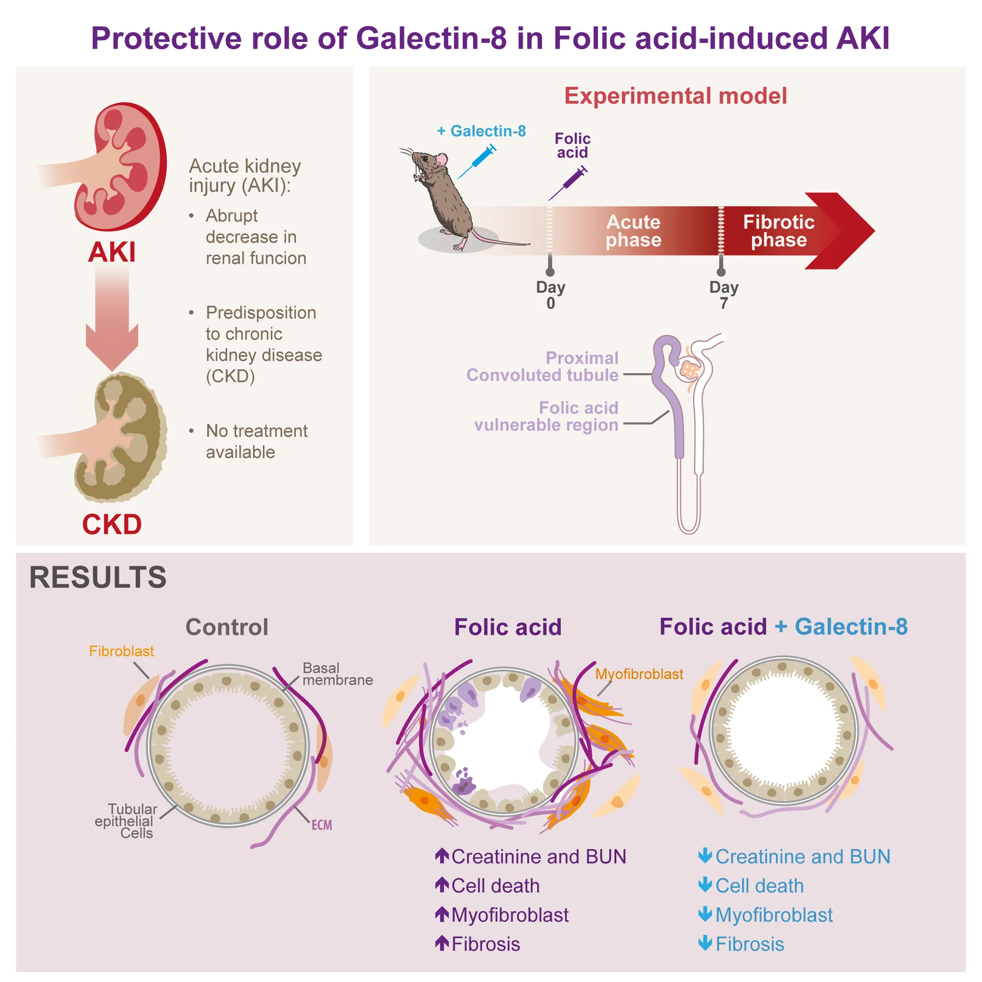 Graphical Abstract Galectin-8 AKI folic acid