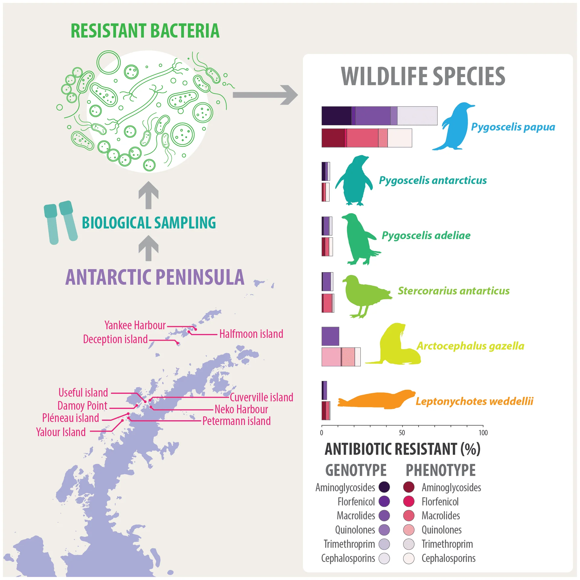 Graphical Abstract Antarctic Peninsula antibiotic resistant bacteria wildlife